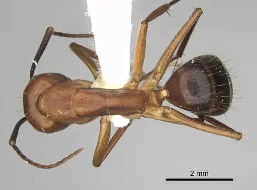 Camponotus inaequalis - CASENT0280041