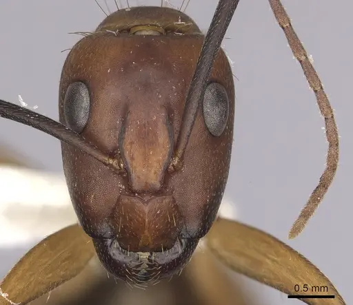 Camponotus inaequalis - CASENT0280041