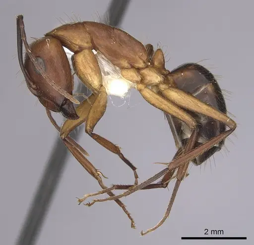 Camponotus inaequalis - CASENT0280041