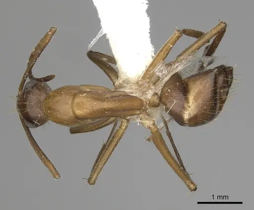 Camponotus inaequalis - CASENT0280042