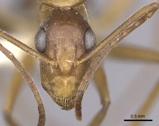 Camponotus inaequalis - CASENT0280042