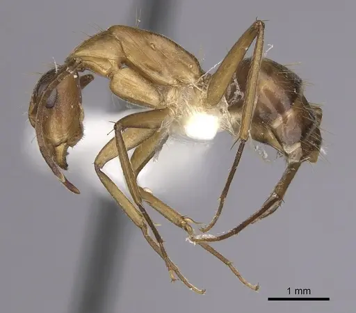 Camponotus inaequalis - CASENT0280042
