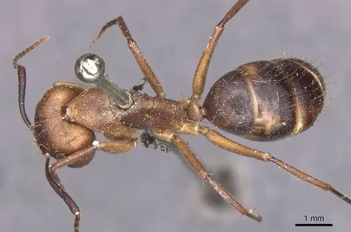 Camponotus inaequalis - CASENT0905263