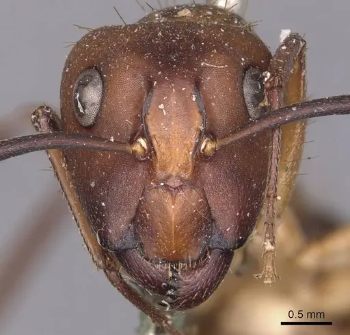 Camponotus inaequalis - CASENT0905263