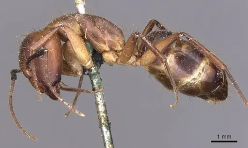 Camponotus inaequalis - CASENT0905263