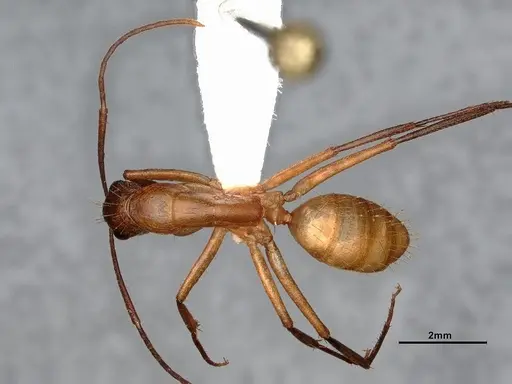Camponotus inaequalis - JTLC000008151