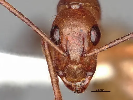 Camponotus inaequalis - JTLC000008151