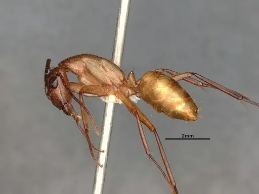 Camponotus inaequalis - JTLC000008151