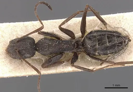 Camponotus inca specimen