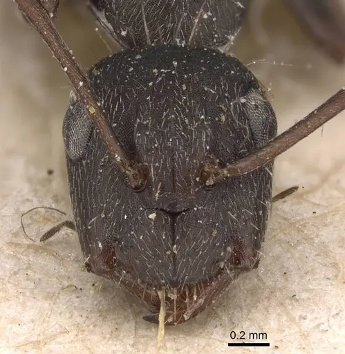 Camponotus inca specimen