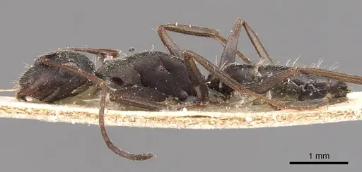 Camponotus inca specimen