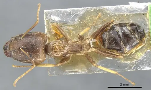 Camponotus inconspicuus specimen