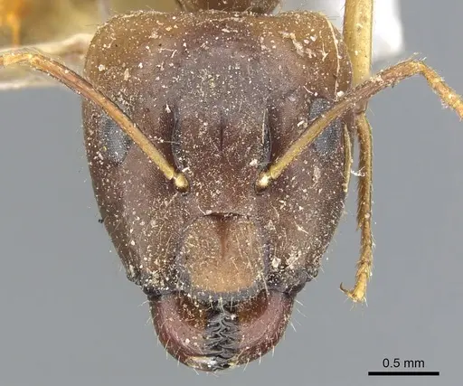 Camponotus inconspicuus specimen