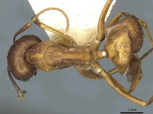 Camponotus indefinitus specimen
