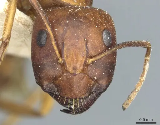 Camponotus indefinitus specimen