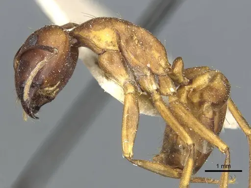Camponotus indefinitus specimen
