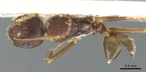 Camponotus indeflexus specimen