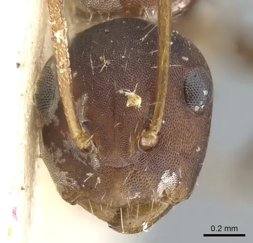 Camponotus indeflexus specimen