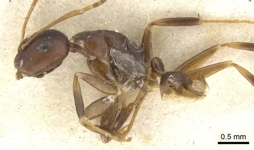 Camponotus indeflexus specimen