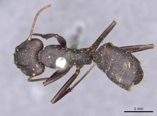 Camponotus indicatus specimen