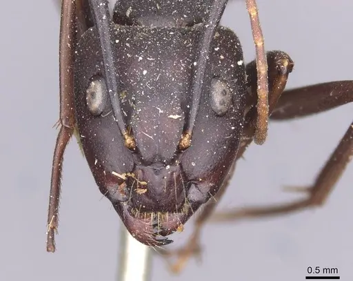 Camponotus indicatus specimen