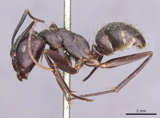 Camponotus indicatus specimen