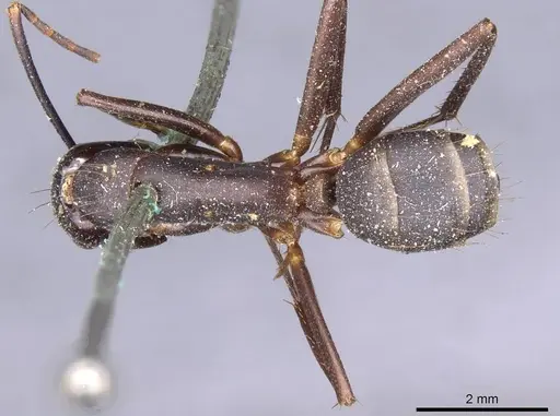 Camponotus indicatus - CASENT0910021