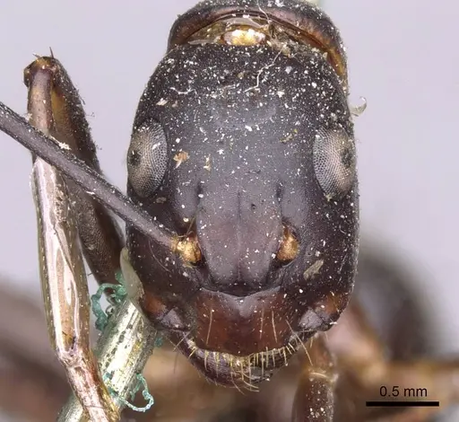 Camponotus indicatus - CASENT0910021