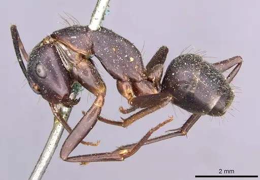 Camponotus indicatus - CASENT0910021
