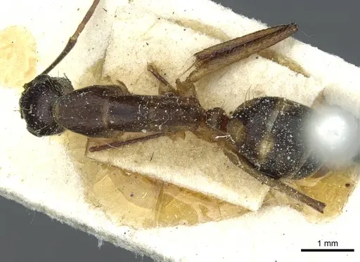 Camponotus indicatus - CASENT0911957
