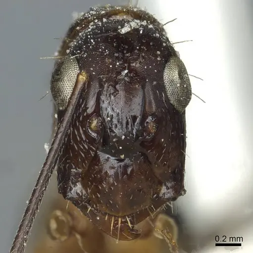 Camponotus indicatus - CASENT0911957