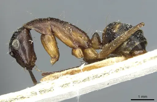 Camponotus indicatus - CASENT0911957