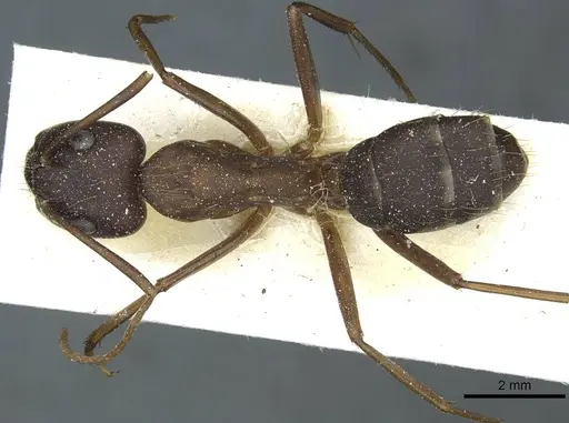 Camponotus indicatus - CASENT0912043