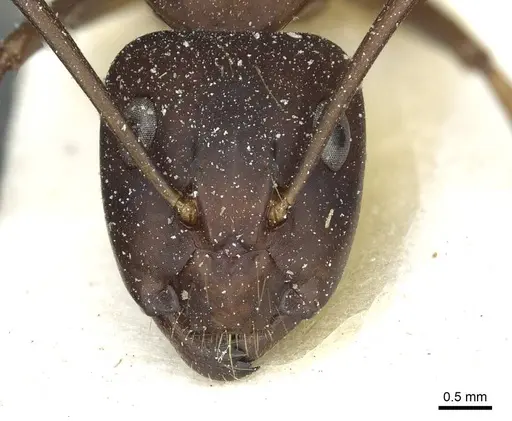 Camponotus indicatus - CASENT0912043