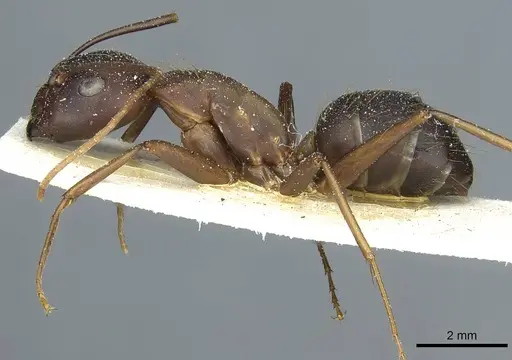 Camponotus indicatus - CASENT0912043
