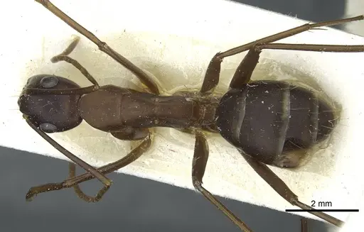 Camponotus indicatus - CASENT0912044