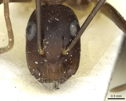 Camponotus indicatus - CASENT0912044