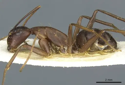 Camponotus indicatus - CASENT0912044