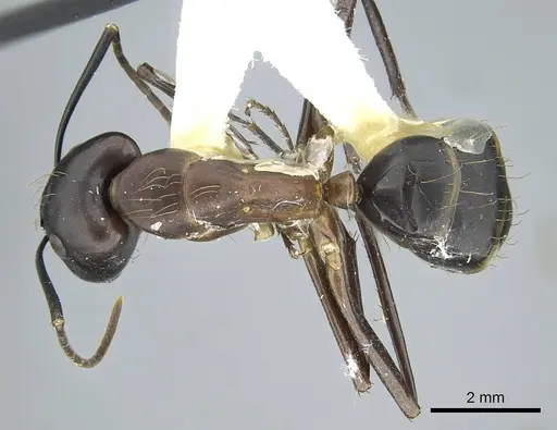 Camponotus indicatus - CASENT0914433