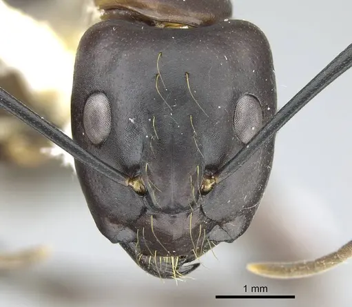 Camponotus indicatus - CASENT0914433