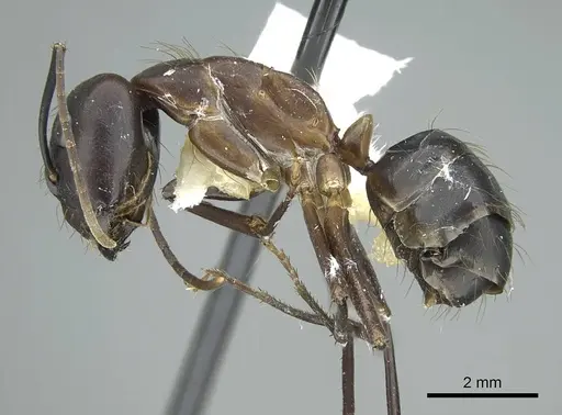 Camponotus indicatus - CASENT0914433