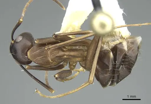 Camponotus indicatus - CASENT0914434