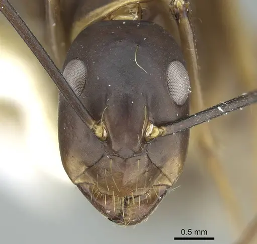 Camponotus indicatus - CASENT0914434