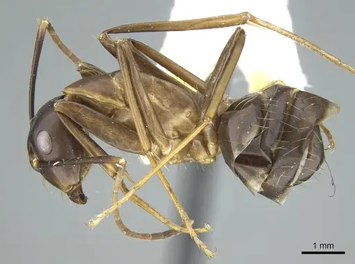 Camponotus indicatus - CASENT0914434