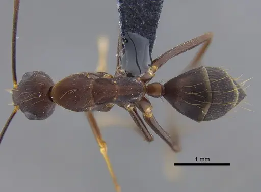 Camponotus indicatus - CBUMAGENT41794