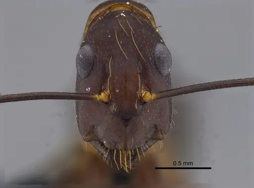 Camponotus indicatus - CBUMAGENT41794