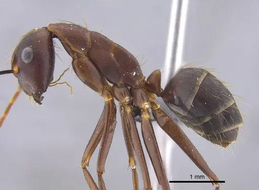 Camponotus indicatus - CBUMAGENT41794