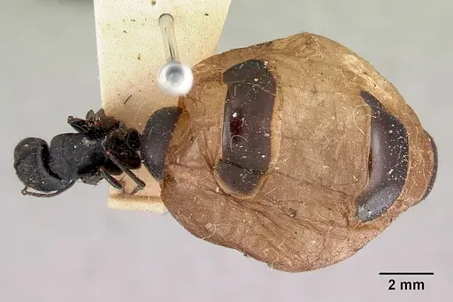 Camponotus inflatus specimen