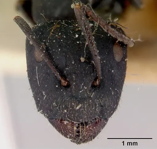 Camponotus inflatus specimen