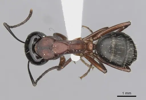 Camponotus innexus specimen